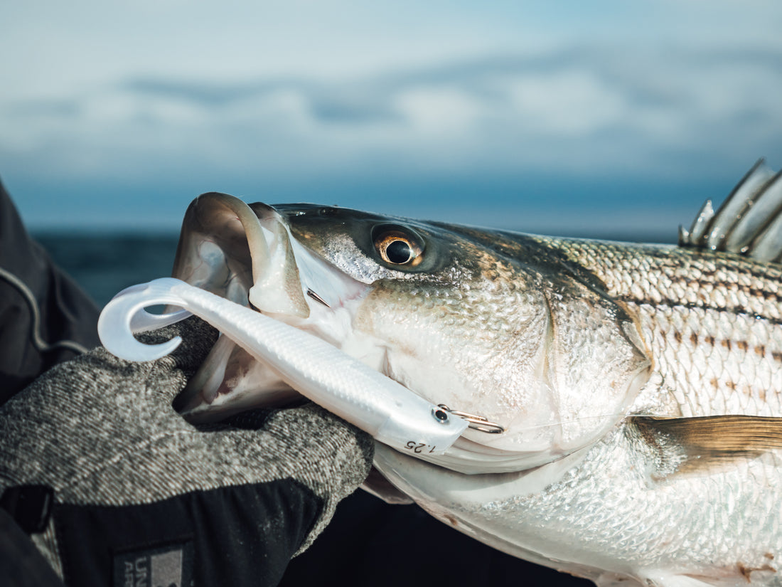 Striped Bass Migration