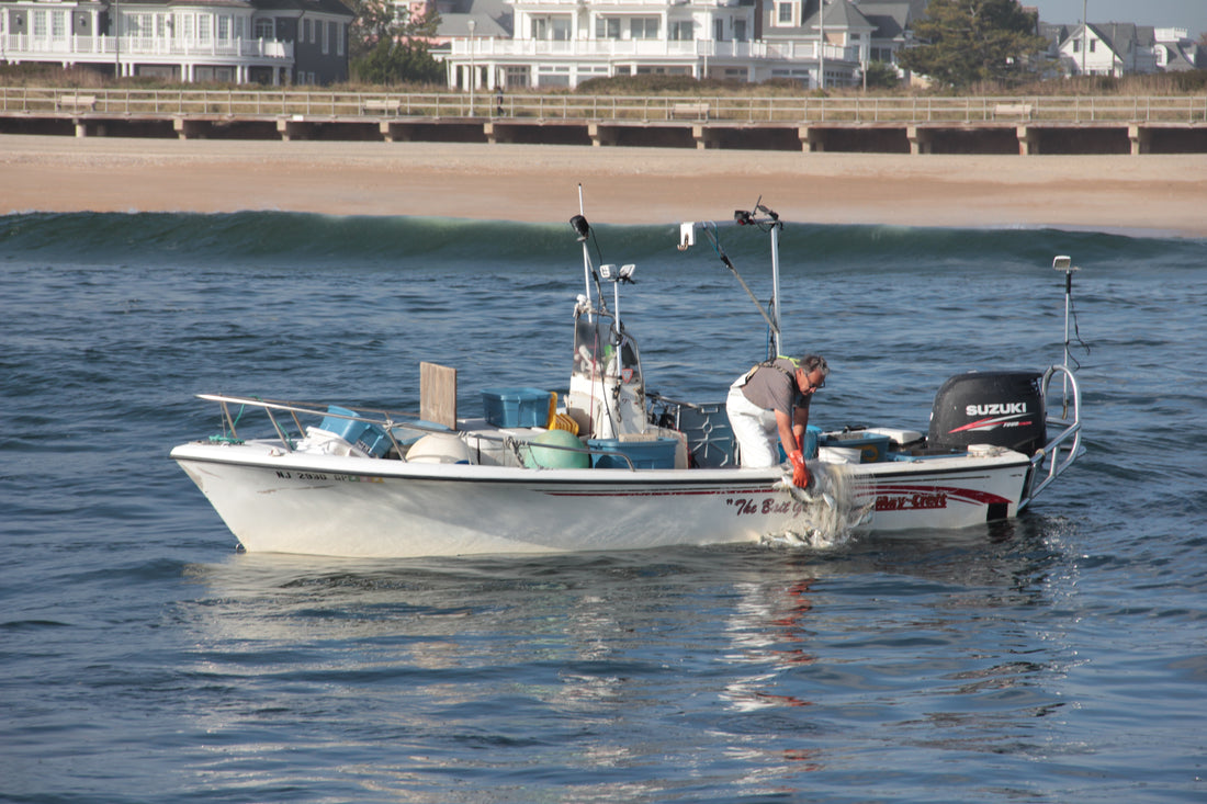 Menhaden "Bunker"