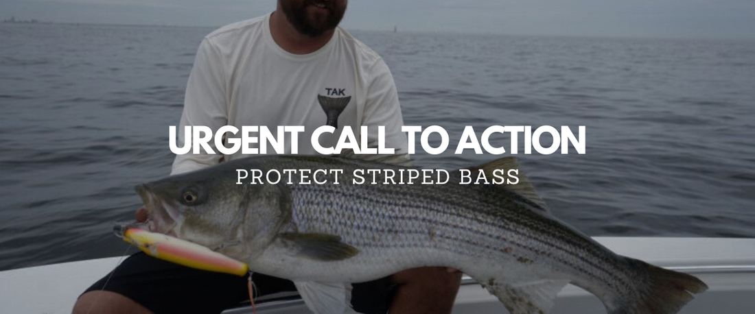 Urgent Call to Action: Protect Striped Bass